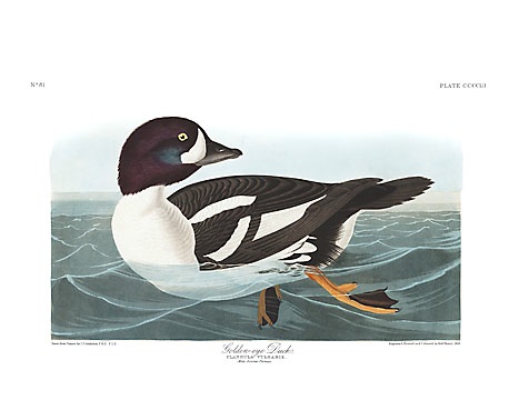 Barrow's Goldeneye